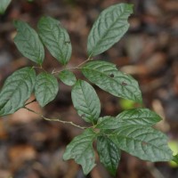 Diospyros sylvatica Roxb.